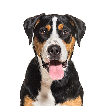Great Swiss Mountain Dog dog breed