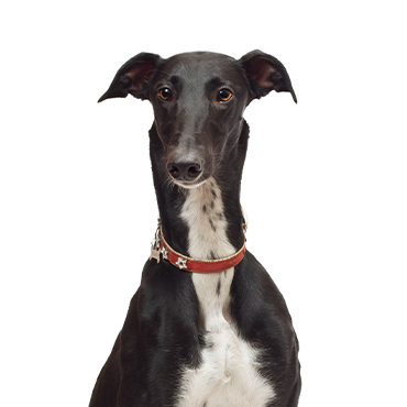 Greyhound dog breed