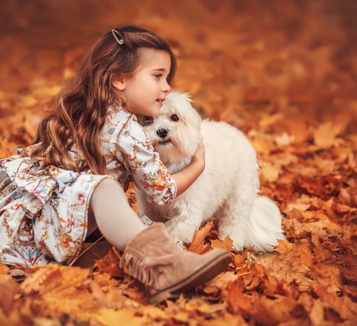 Havashu dog breed