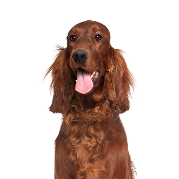 Irish Setter dog breed