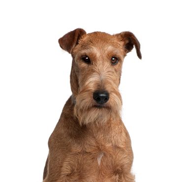 Irish Terrier dog breed