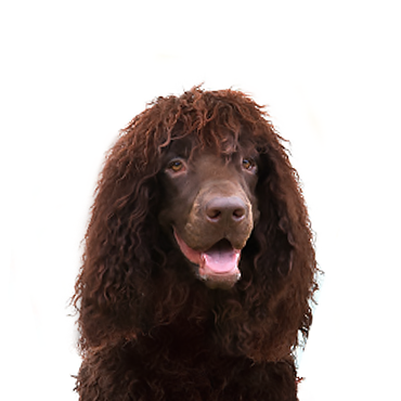 Irish Water Spaniel dog breed