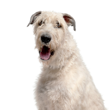 Irish Wolfhound dog breed