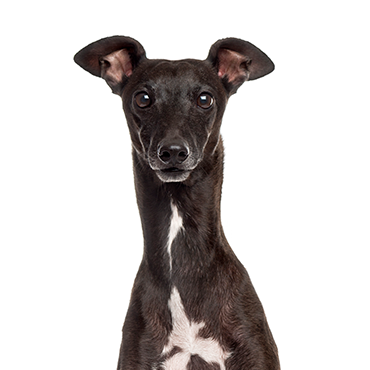 Italian Greyhound dog breed