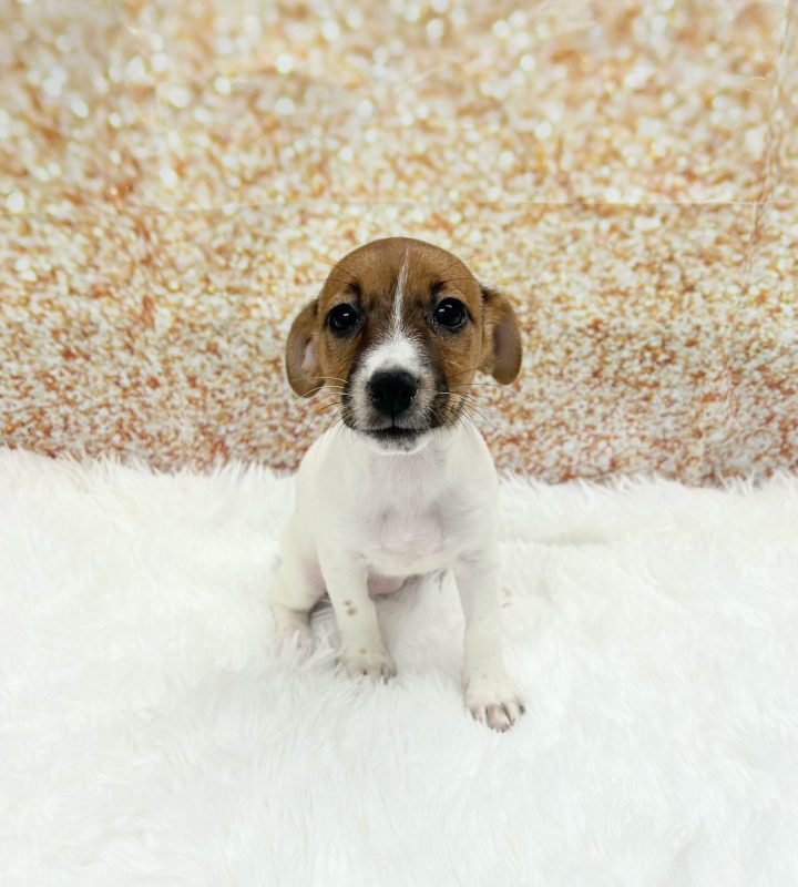 Jack Russell Terrier dog breed