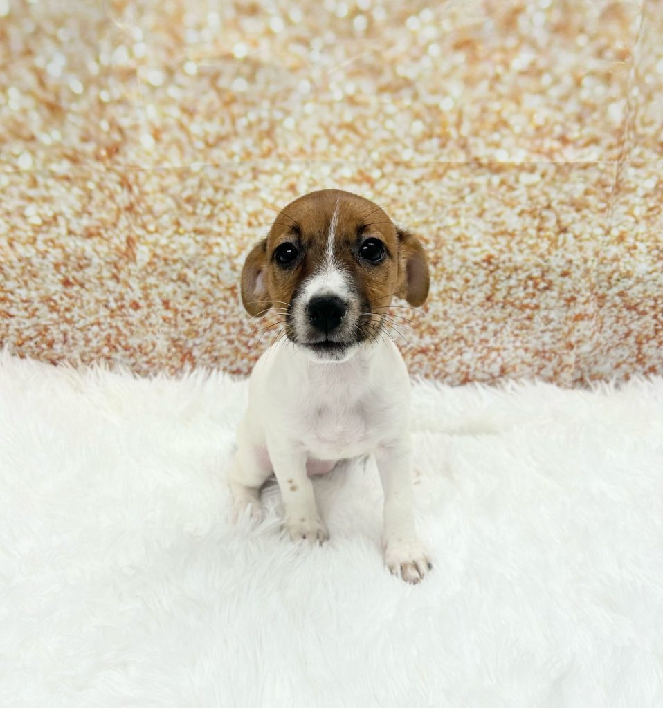 A Jack Russell Terrier