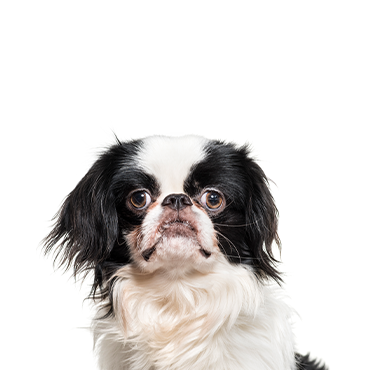 Japanese Chin dog breed