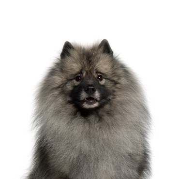 Keeshond dog breed