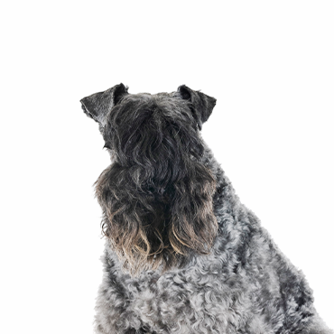 Kerry Blue Terrier dog breed