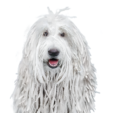Komondor dog breed