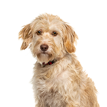 Labradoodle dog breed