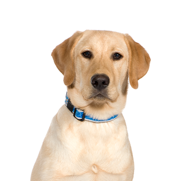 Labrador Retriever dog breed