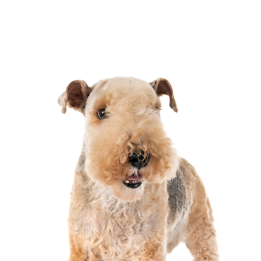 Lakeland Terrier dog breed