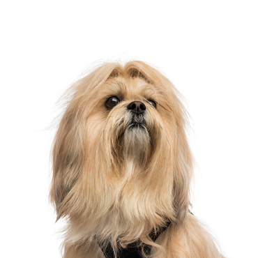 Lhasa Apso dog breed
