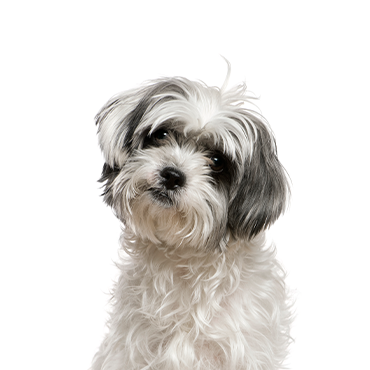 Malshi dog breed