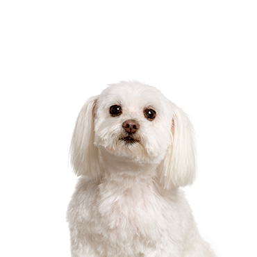 Maltichon dog breed