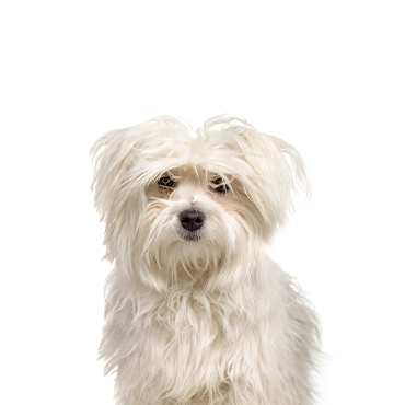 Maltipom dog breed