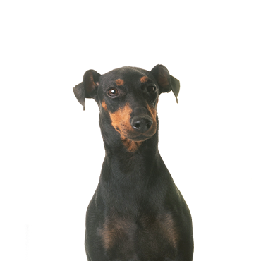 Manchester Terrier dog breed