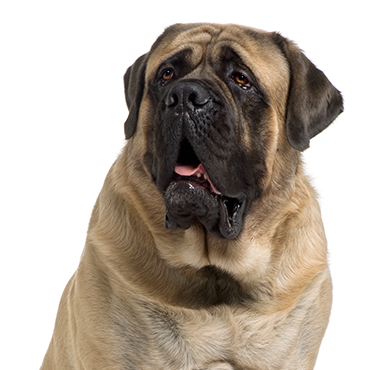 Mastiff dog breed