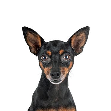 Miniature Pinscher dog breed