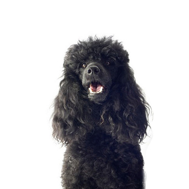 Miniature Poodle dog breed