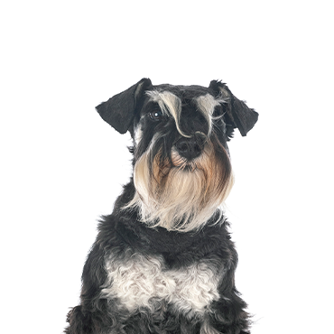 Miniature Schnauzer dog breed