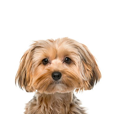 Morkie dog breed