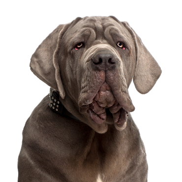 Neapolitan Mastiff dog breed