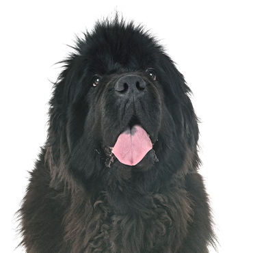 Newfoundland dog breed