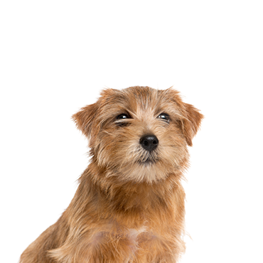 Norfolk Terrier dog breed