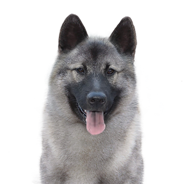 Norwegian Elkhound dog breed