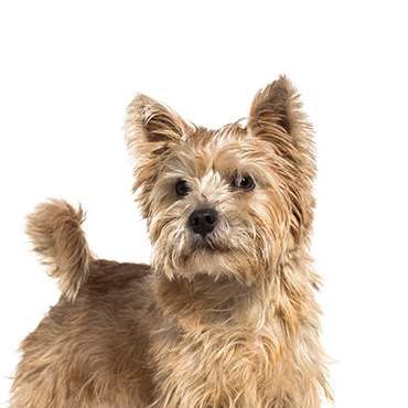 Norwich Terrier dog breed