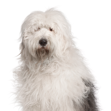 Old English Sheepdog dog breed
