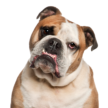 Olde English Bulldogge dog breed