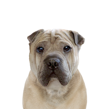 Ori Pei dog breed