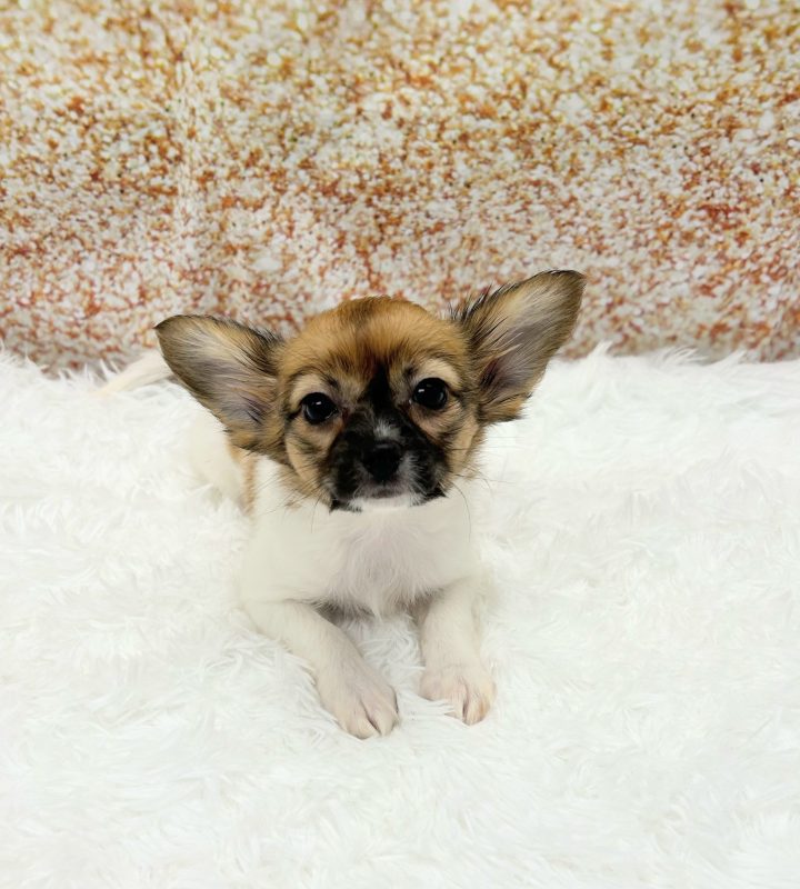 Papillon dog breed