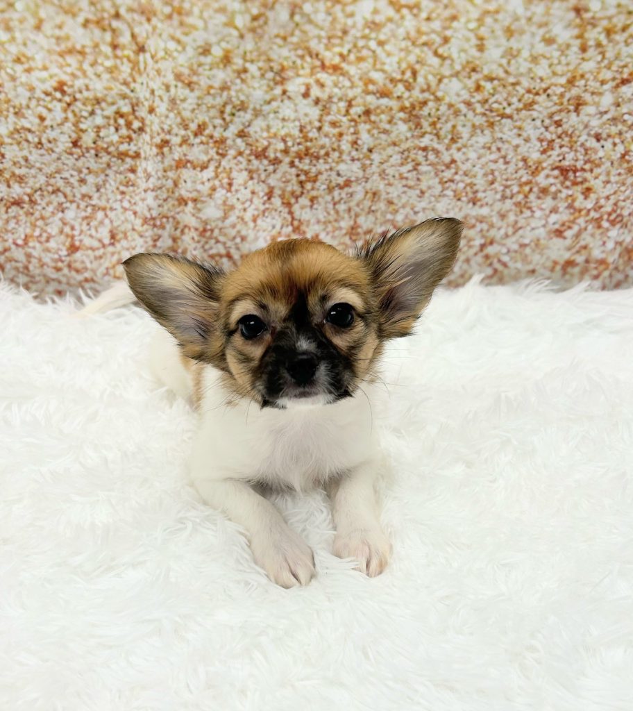 A Papillon
