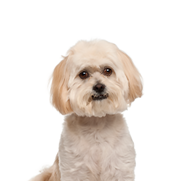 Peekapoo dog breed