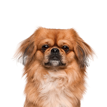 Pekingese dog breed