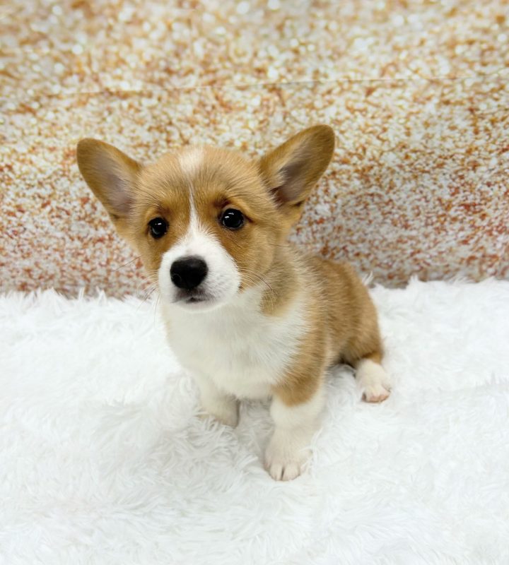 Pembroke Welsh Corgi dog breed