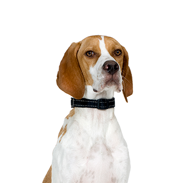 Pointer dog breed