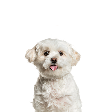 Pomapoo dog breed