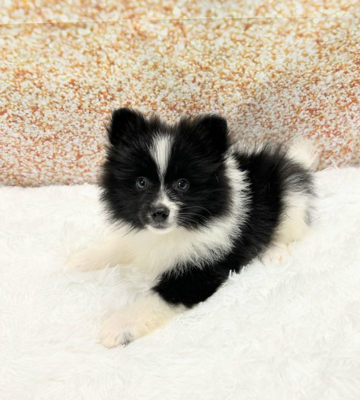Pomeranian dog breed