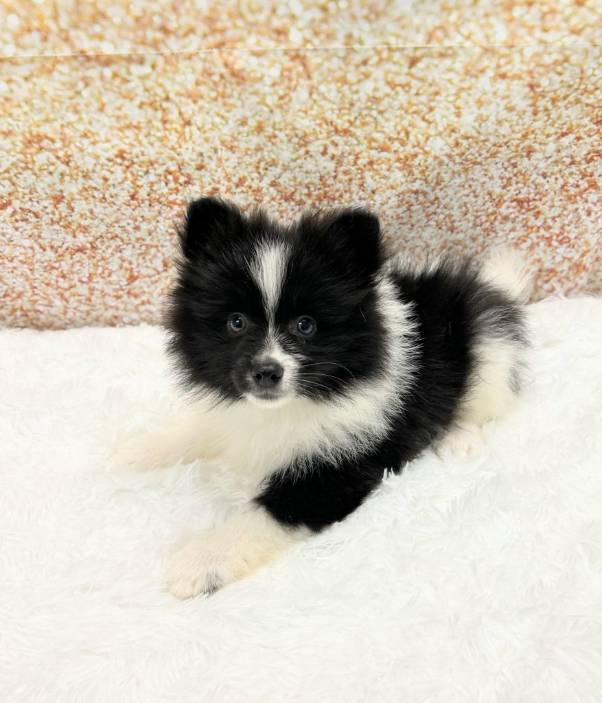 A Pomeranian