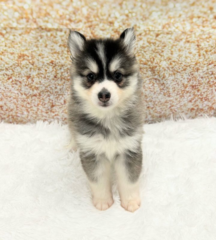 Pomsky dog breed