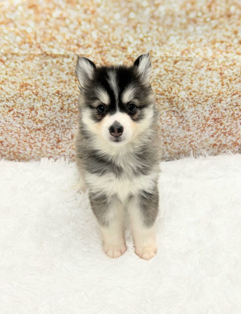 A Pomsky