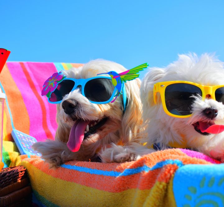 Poodle dog breed