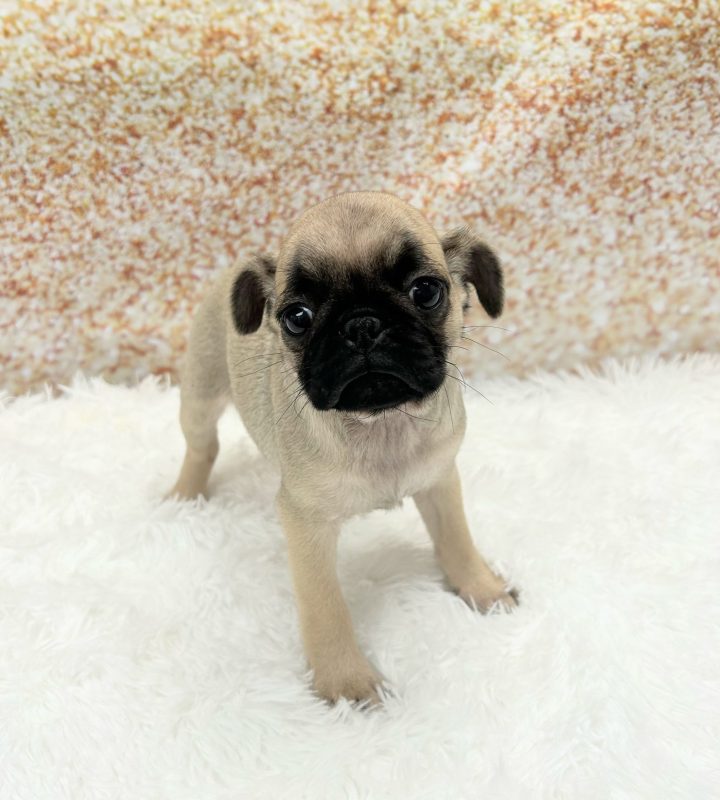 Pug dog breed
