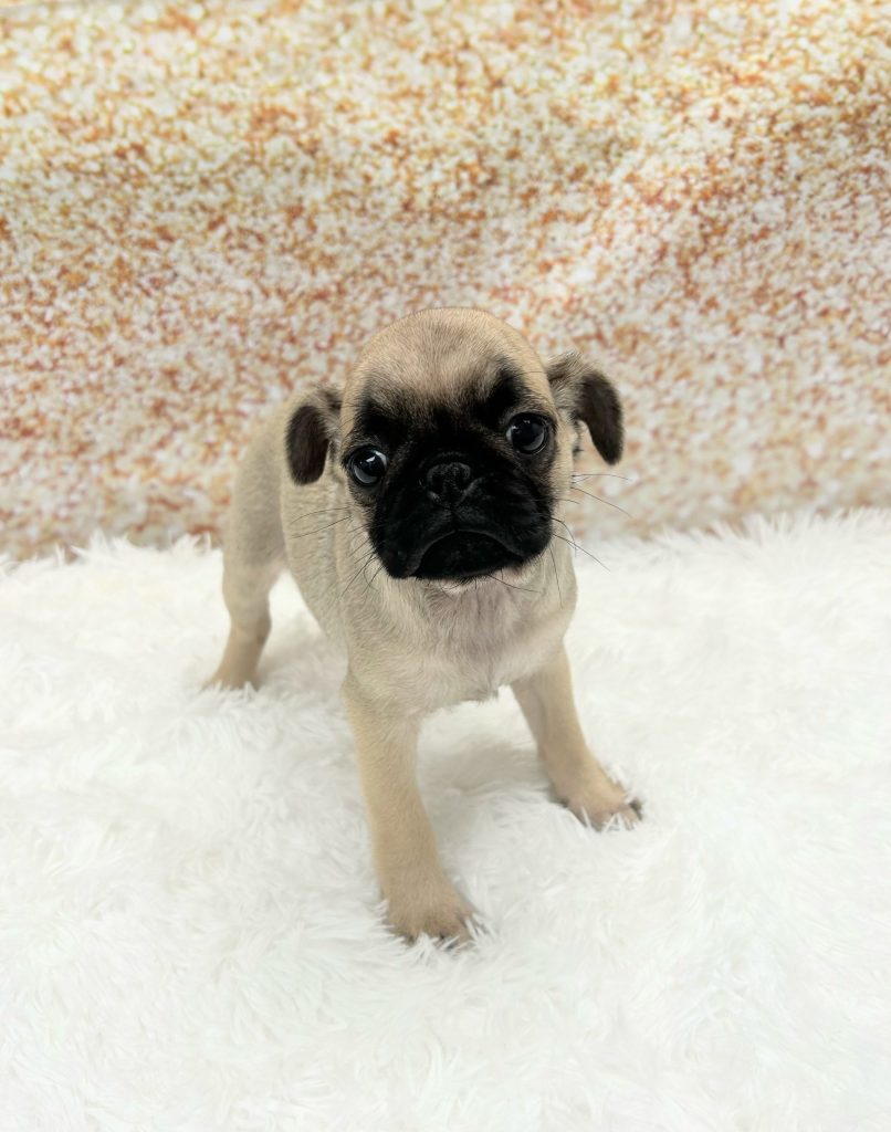 A Pug
