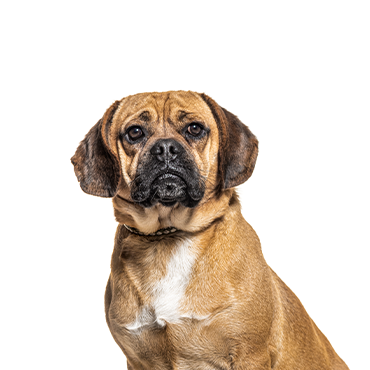 Puggle dog breed